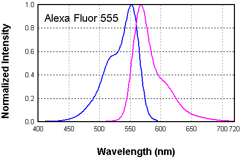 Alexa Fluor 555在水中的激发和发射光谱